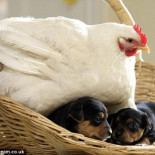 Una gallina adopta a unos cachorros de rottweiler