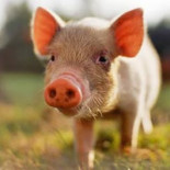 Solicitud para que la siesta sea declarada Bien de Interés Cultural