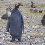 En Georgia del Sur, Antártida, fotografían un curioso pingüino negro