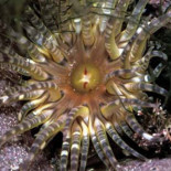 En 200 años se perdieron 500 especies