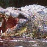 Indulta a un cocodrilo que se ha comido a más de 300 personas