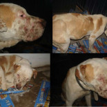 Pit, un pitbull sin dientes