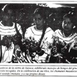 Hongos alucinógenos: Recolección, cómo consumirlos y  sus efectos