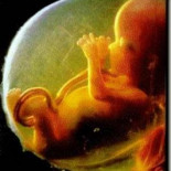 ¿Cómo nutre la madre al feto?