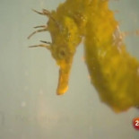 Los caballitos de mar, al borde de la extinción en el Mar Menor