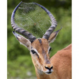 El impala y la araña
