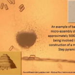 Bacteria controlada por ordenador construye una "mini-piramide"