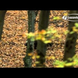 Un furtivo aparece devorado por leones en el Parque Kruger de Sudáfrica
