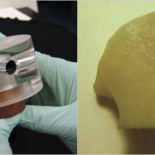 Logran hacer crecer huesos con la forma anatómica natural a partir de células madre (ING)