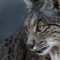 La Junta de Andalucía acepta la herencia millonaria de una ciudadana española  para la conservación del lince ibérico