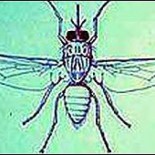 Descubren cura para la enfermedad del sueño