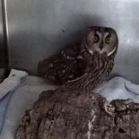 Rosa Díez pide control público sobre la SGAE porque carece de "transparencia".