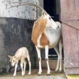 El zoo de Vigo consigue que un antílope extinguido en estado salvaje se reproduzca