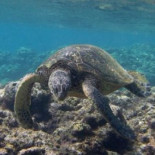 Capturas incidentales: miles de tortugas marinas han muerto en las redes de pesca comerciales