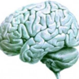 Hechos y datos fascinantes sobre el cerebro humano