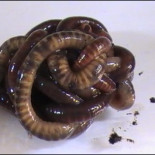 Las lombrices toman decisiones en grupo