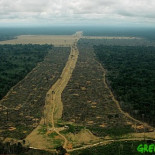 McDonald’s y la soja amazónica