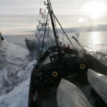 La flota ballenera japonesa vuelve a casa con la captura más pequeña de los últimos años