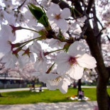Tormenta de Sakura o el Hanami perfecto