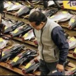 Prohíben la entrada de turistas a la subasta del atún en Tokyo