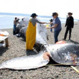 Basura en el estómago de una ballena [EN]