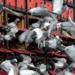 500 palomas mensajeras transportarán los resultados electorales en Cuba el próximo domingo