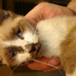 Condenado el individuo que mató un gato a patadas en Irala( Bilbao)