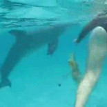 Un delfín quiere tener sexo con una chica