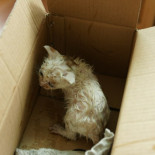 Desde que se le encuentra hasta que se le quiere: la historia de un gato en fotografías (eng)