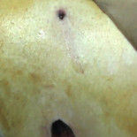 Soldados israelíes disparan a reportera maltesa mientras graba manifestación en Gaza