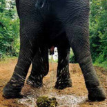 Una empresa le envía una generosa cantidad de caca a quien tú quieras