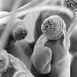 ¿Es ésta la criatura más extraña de la Tierra?