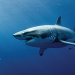 "Los pescadores españoles están arrasando con los tiburones para vendérselos a China"