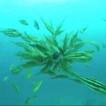 Pulpo acosado y atacado por un banco de peces lima