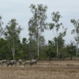 Vietnam: un rinoceronte de Java es hallado muerto y mutilado