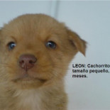 Perros con caducidad