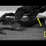 Anatomía del salto de una rana