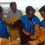 Enormes columnas de petróleo se están formando en el fondo del mar en el Golfo de México