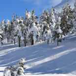 Planean construir pistas de esquí en hábitats de osos