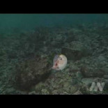 Desvelado el "secreto" de los argonautas