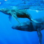 Proponen suspender la caza científica de ballenas por 10 años