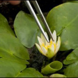 Un científico español del Jardín Botánico de Londres logra evitar que se extinga el nenúfar más pequeño del mundo