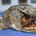 Un pez capaz de caminar por tierra y trepar a árboles tiene preocupada a Australia.