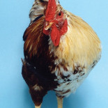 Mitad gallo, mitad gallina