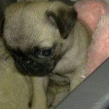 Un niño que comenzó a hablar gracias a su perro, enmudece tras robárselo