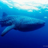 El tiburón ballena resurge en Filipinas gracias a programas de conservación