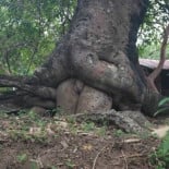 Simple sexo vegetal [Ilusión Óptica]