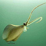 El calamar carnívoro: un misterio de 500 millones de años