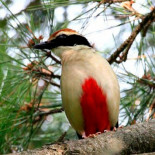 El planeta está viviendo "la sexta extinción", según los expertos