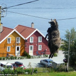 ¿Qué hace un alce vivo y colgando de unos cables del tendido eléctrico?